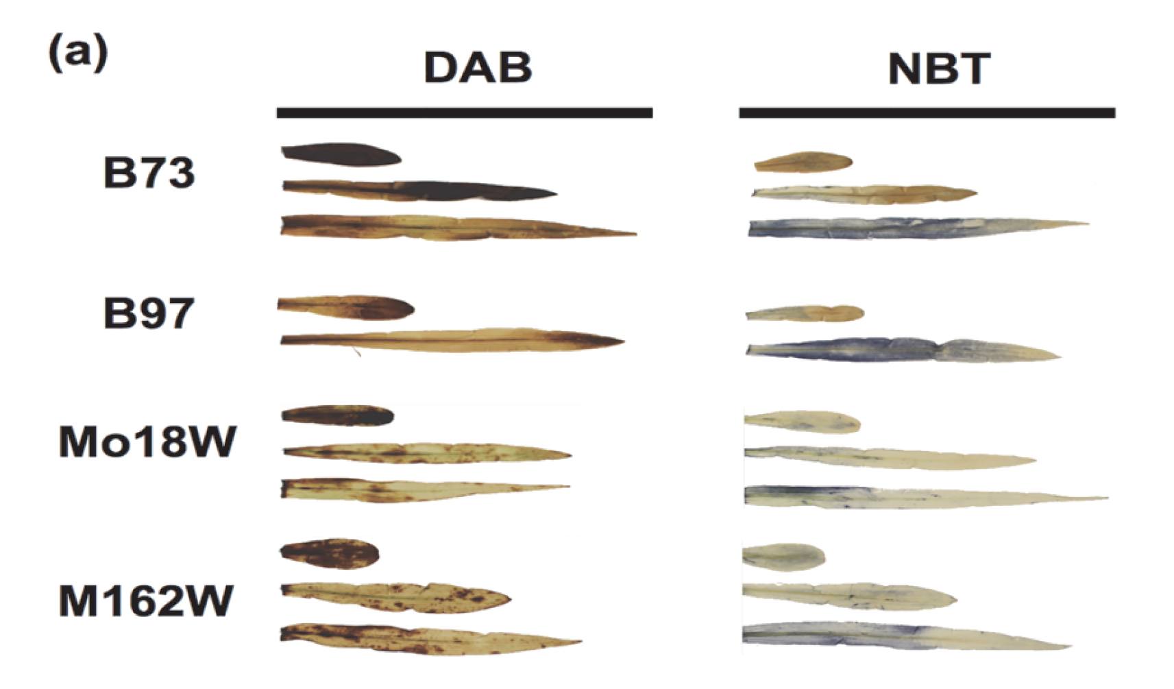 Campbell2015_PlosOne